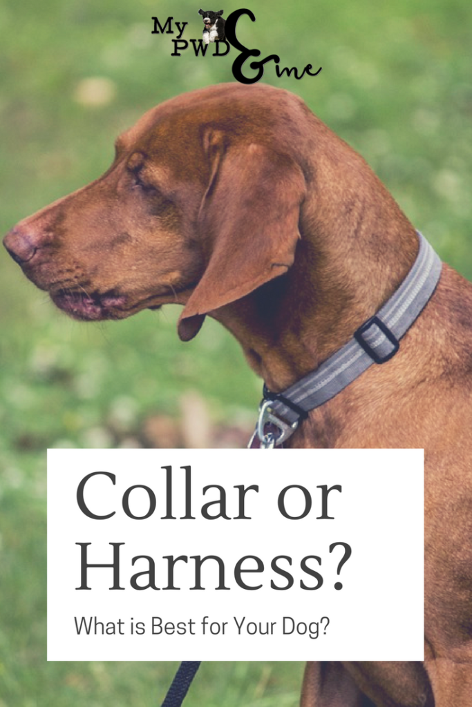 Collar or Harness? - My PWD and Me