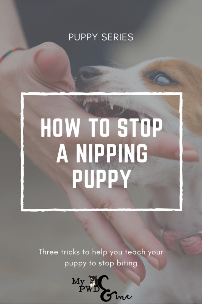 Puppy Series: Stop a Nipping Puppy - My PWD and Me