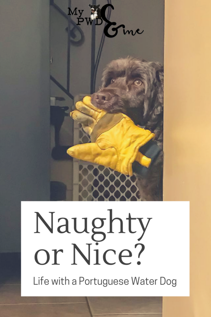 Portuguese Water Dog - Naughty or Nice - My PWD and Me