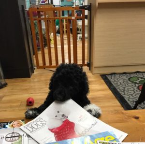 Portuguese Water Dog - Naughty or Nice - My PWD and Me