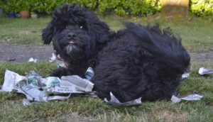 Portuguese Water Dog - Naughty or Nice - My PWD and Me