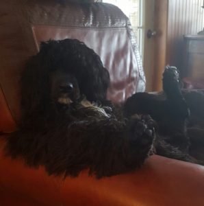 Portuguese Water Dog - Naughty or Nice - My PWD and Me