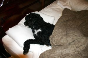 Portuguese Water Dog - Naughty or Nice - My PWD and Me