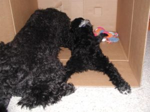 Portuguese Water Dog - Naughty or Nice - My PWD and Me