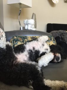 Portuguese Water Dog - Naughty or Nice - My PWD and Me