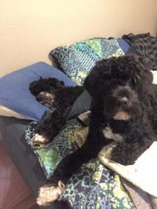 Portuguese Water Dog - Naughty or Nice - My PWD and Me