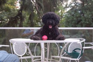 Portuguese Water Dog - Naughty or Nice - My PWD and Me