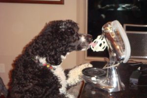 Portuguese Water Dog - Naughty or Nice - My PWD and Me