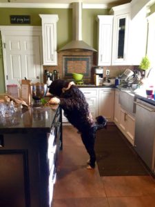 Portuguese Water Dog - Naughty or Nice - My PWD and Me