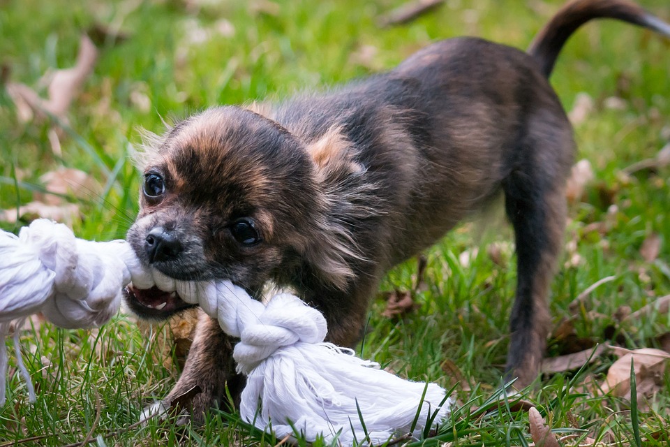 Age Appropriate Puppy Games - My PWD and Me - Playing with Toys