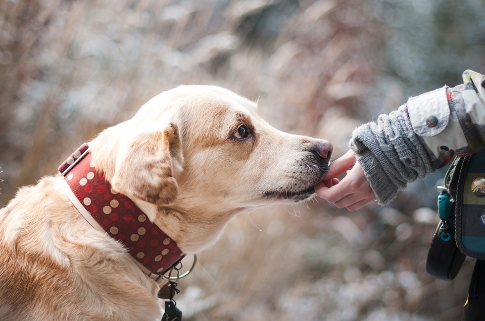 Collar or Harness? - My PWD and Me