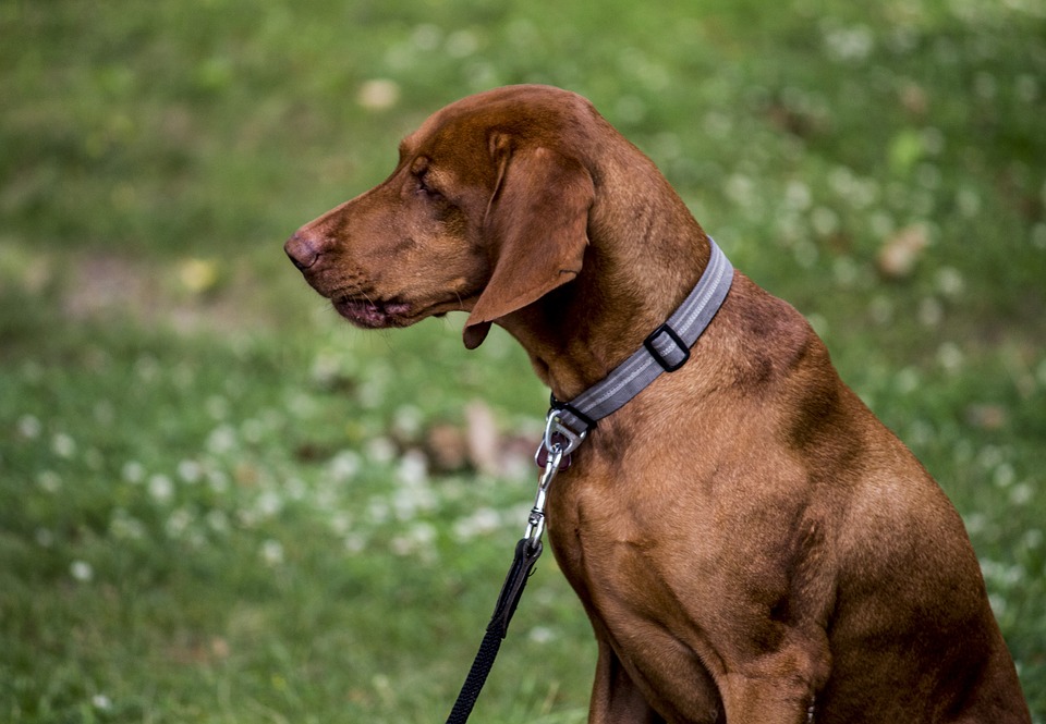 Collar or Harness? - My PWD and Me - Traditional Collar