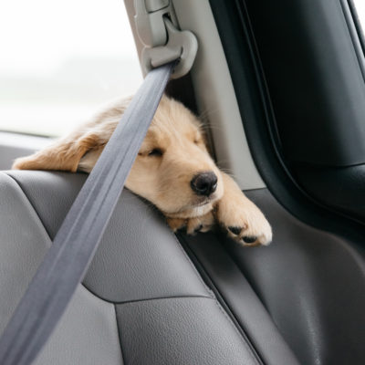 Puppy Series: Managing Dog Motion Sickness - My PWD and Me