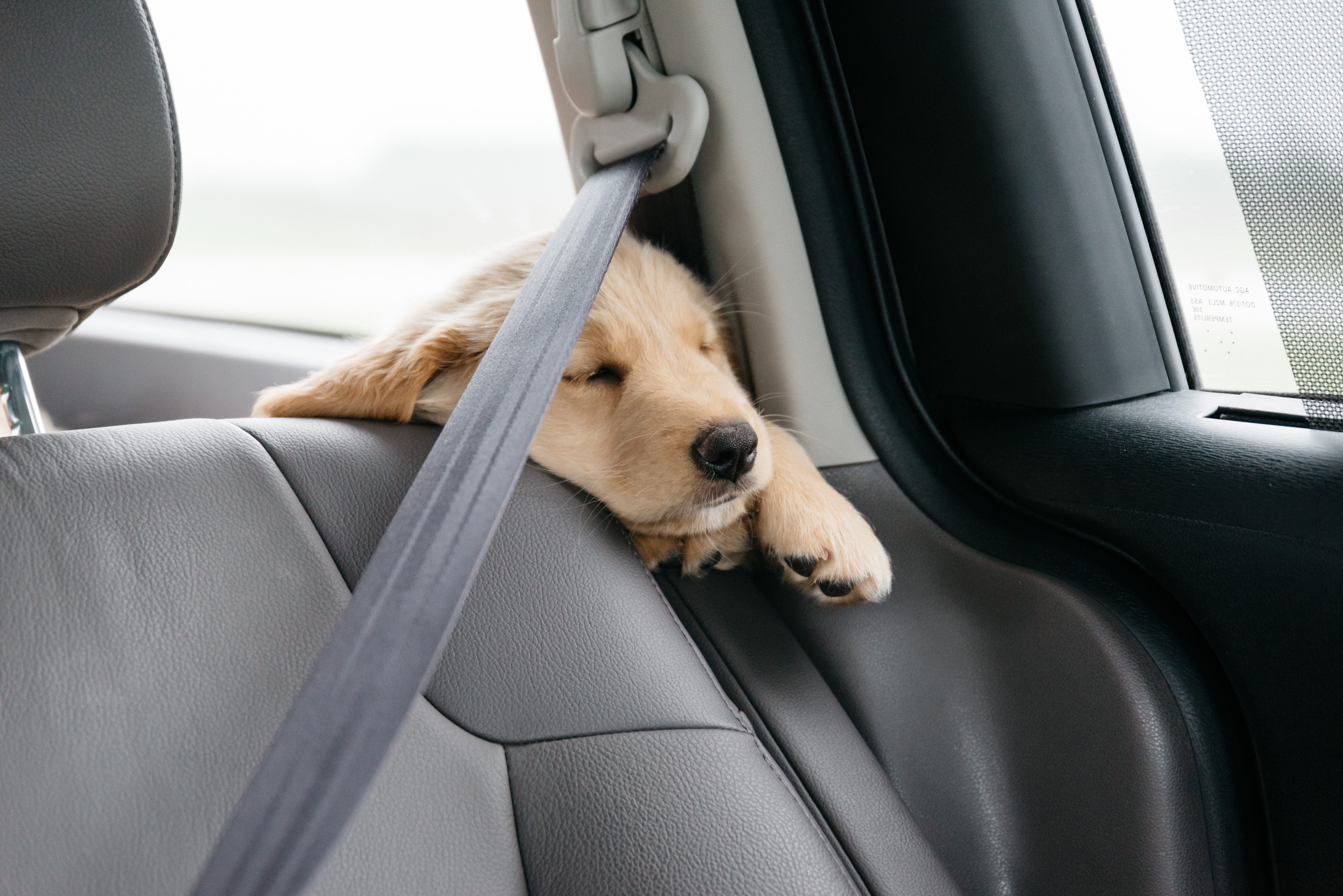 Puppy Series: Managing Dog Motion Sickness - My PWD and Me