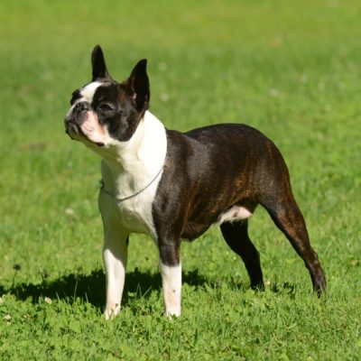 Best Dogs for Apartment Life ~ Small, Medium, & Large Breeds