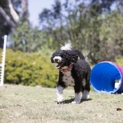 5 Outdoor Dog Games ~ Keep Your Dog Busy Outside!