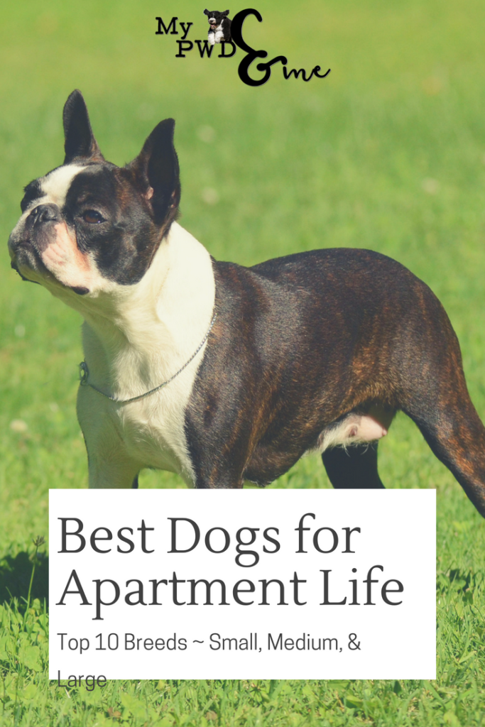 Best Dogs for Apartment Life - My PWD and Me