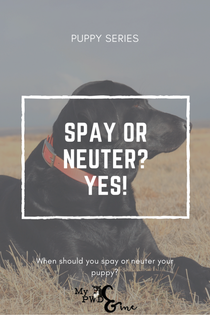 Puppy Series: When to Spay or Neuter Your Puppy - My PWD and Me