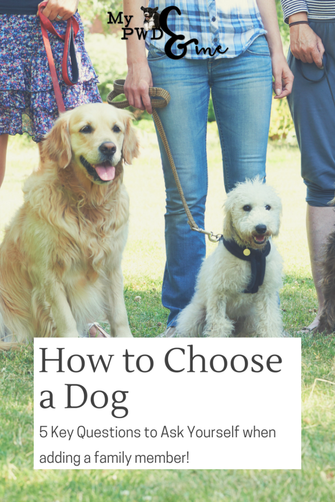 how to choose a dog - My PWD and Me