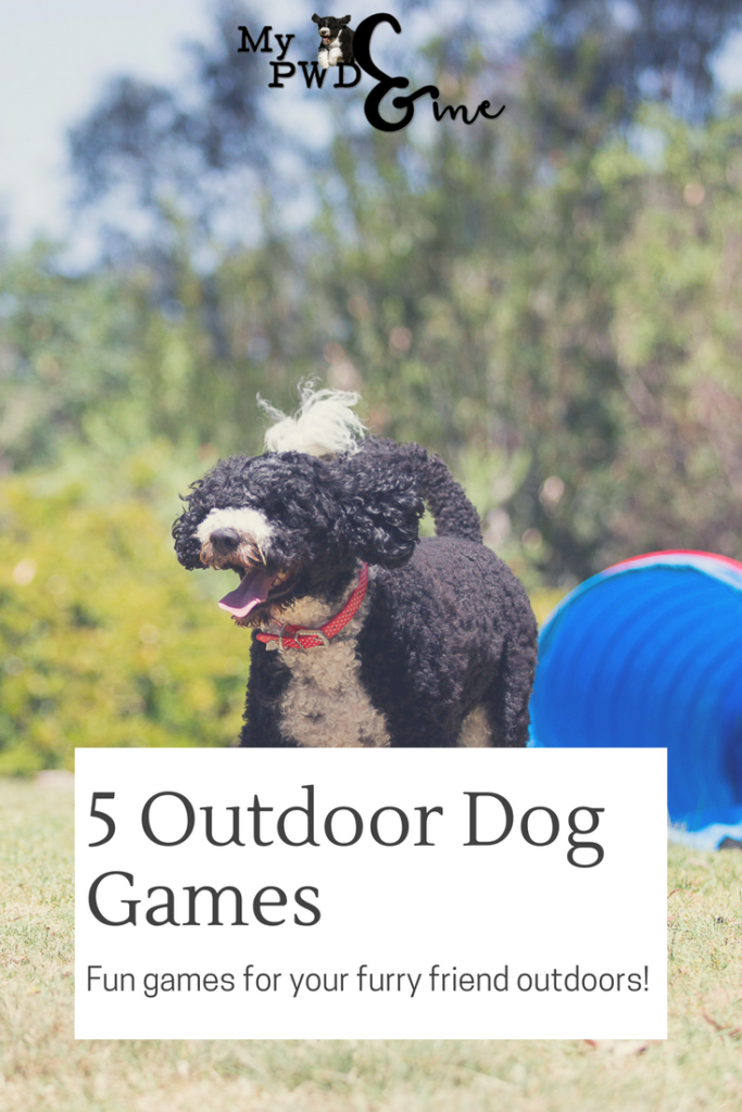 5 Outdoor Dog Games - My PWD and Me