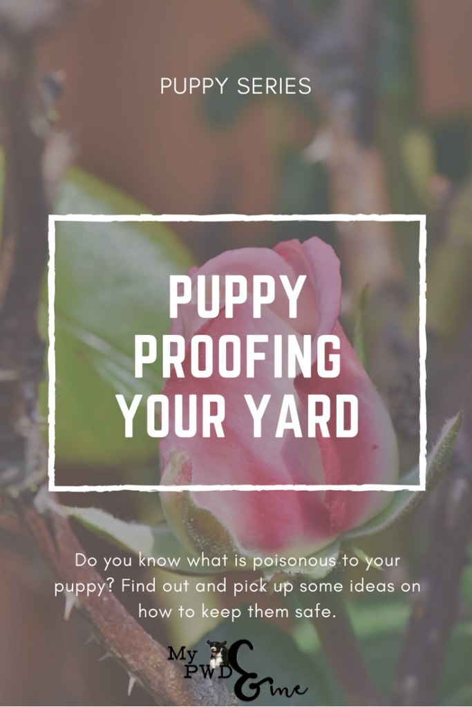 Puppy Proofing Your Yard - My PWD and Me