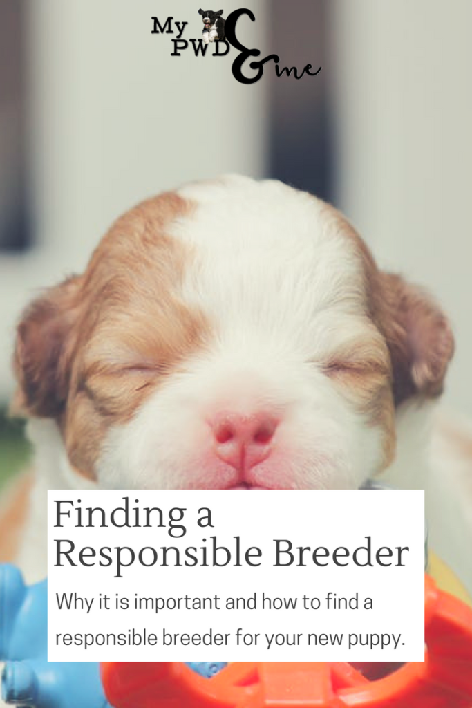 Finding a Responsible Breeder - My PWD and Me