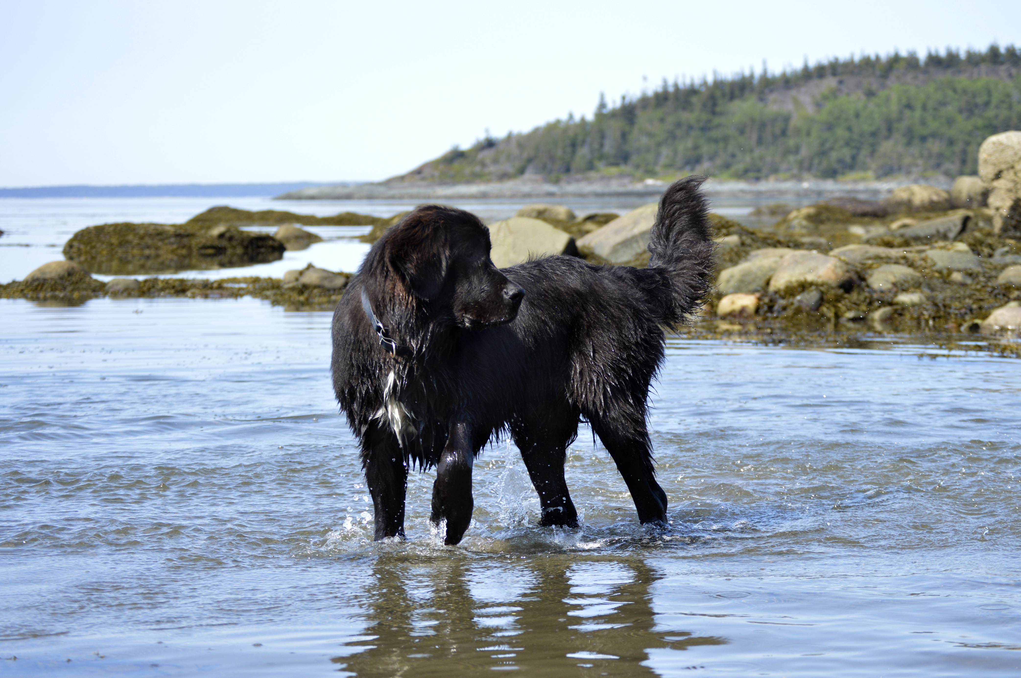 Best Dogs with Children - My PWD and Me